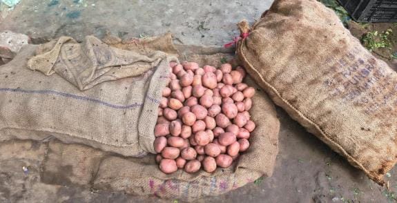 Be alert...coloured potatoes have reached the markets of the district.
