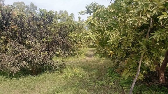 The sweetness of Lucknow and Allahabad is mingling in the gardens of Saharanpur