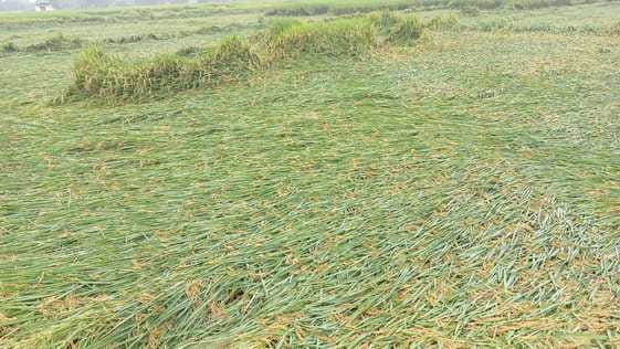 76 mm of rainfall in 24 hours, crops on 16,637 hectares damaged