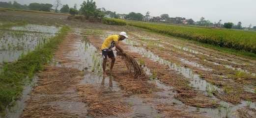 Rain Has Been Pouring For 48 Hours, Leaving Power Out In Over 500 Villages, And Flooding On Roads. - Ballia News - Ballia News:48 घंटे से हो रही बारिश , 500 ज्यादा गांवों की बिजली गुल, सड़कों पर जलभराव