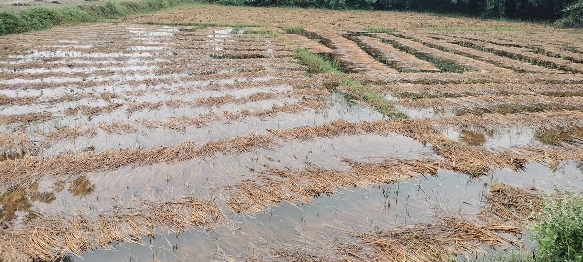 Montha's havoc: Water filled from roads to fields