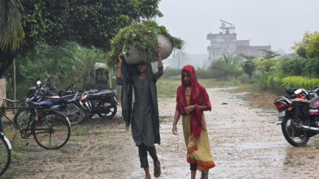 Rain continues for the fourth day, mercury drops to 10 degrees, damage to paddy