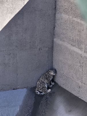 ice leopard rescue in kunnour