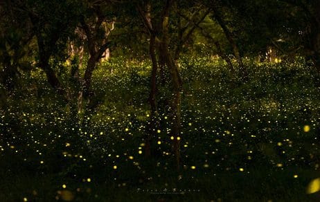 Fireflies... these little stars no longer descend on the village soil