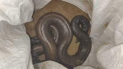 Police arrested two men carrying a snake worth 25 crore rupees, smugglers of the