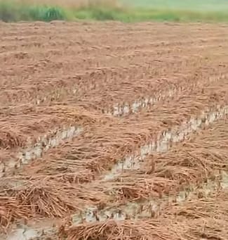 Cyclone Montha wreaks havoc, disrupts life, destroys crops