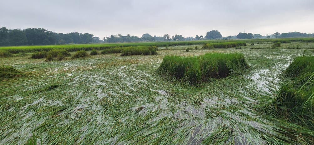 Crops fallen in the fields, farmers' backs broken, worry on their foreheads and tears in their eyes.