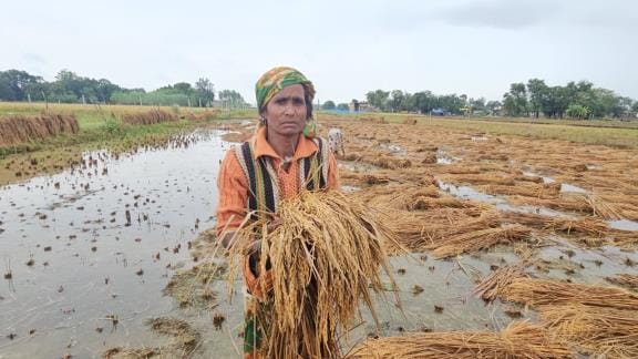 Rain for 11 hours, fields filled with water, harvested crops submerged
