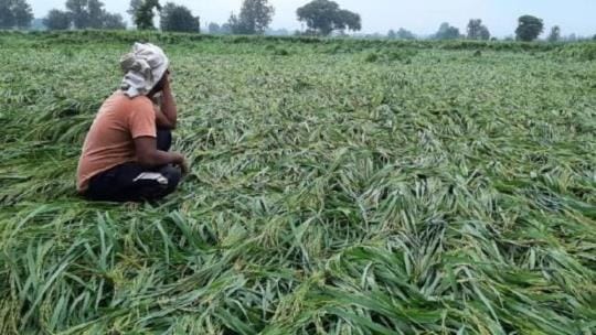 Cyclone robs ready crop, worries about wheat lagging behind