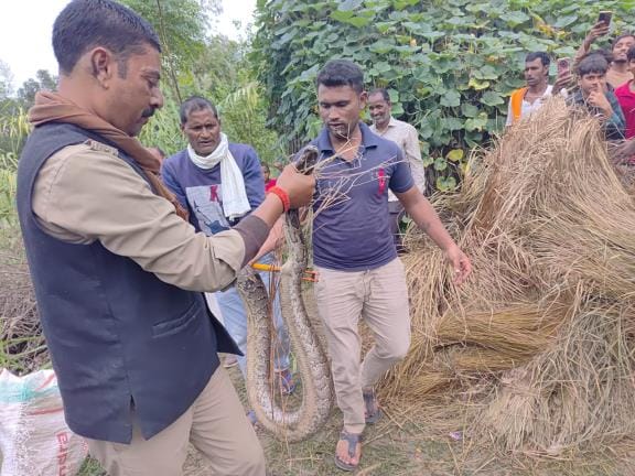 Villagers were terrified after seeing a giant python