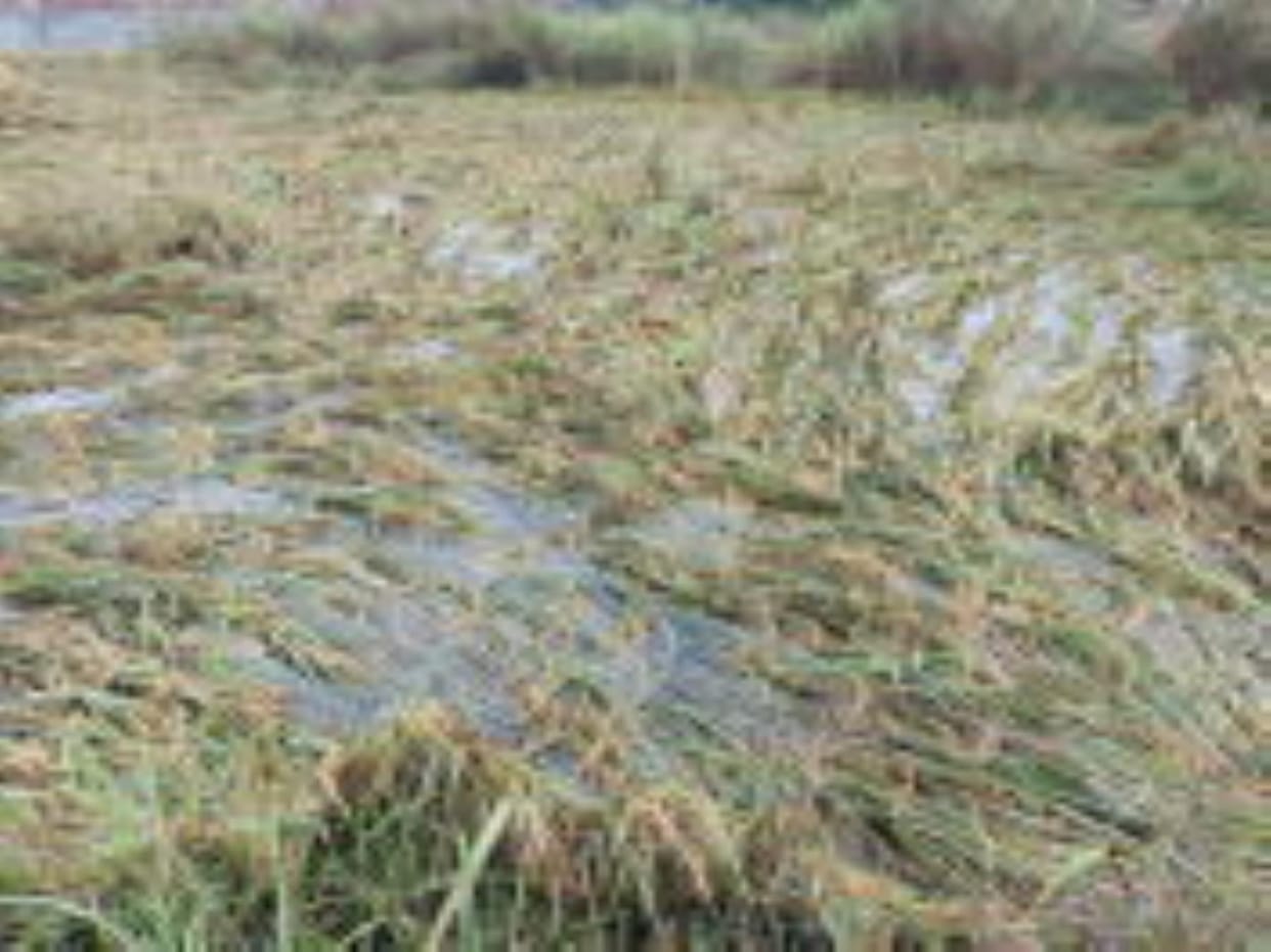 Rain destroys hopes, farmers' hard work goes to waste