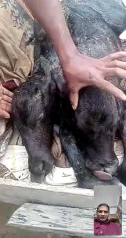 Buffalo gives birth to a calf with two heads and two tails