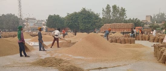 The arrival of paddy in the market decreased, the lifting increased