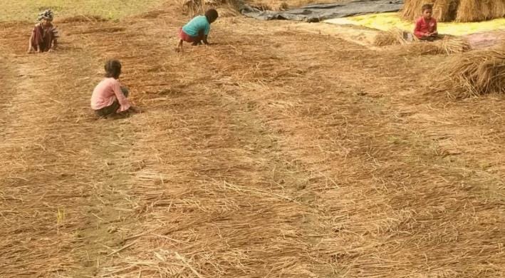 When the sun was shining, farmers came to the fields with their families to dry paddy.