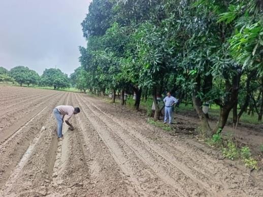 Potato seeds worth lakhs spoiled in Barwafarm due to rain