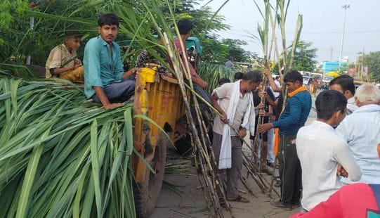 Sugarcane sold in abundance on Devutthana Ekadashi, business worth Rs 1 crore