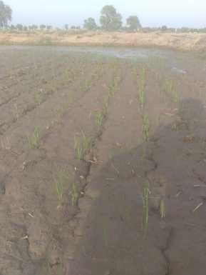 Farmers are disillusioned with direct sowing of paddy, they did not receive the subsidy amount