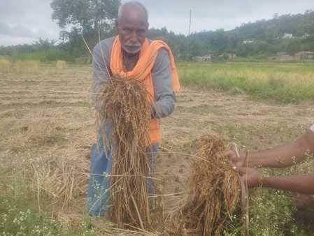 Water did not drain from the fields, paddy started sprouting, potatoes also rotted.