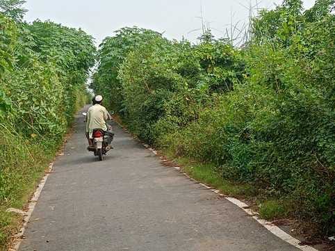 The road is narrow due to bushes, causing the risk of accidents.