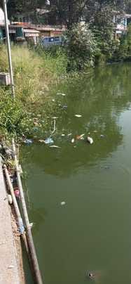 Faith is taking a toll on the lives of fish