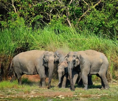 Four tusker elephants camped in Kishanpur and trampled crops