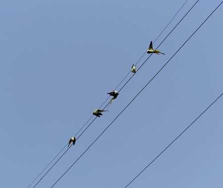 Five birds died due to electric shock