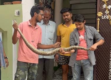 The sighting of a python caused a stir