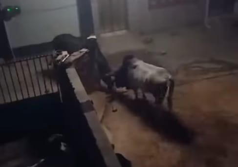 Video of fighting animals goes viral in Tohana