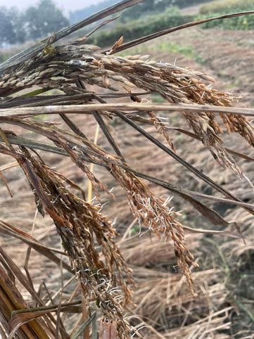 Sunshine came out... yet the temperature remained mild, causing damage to the paddy crop.