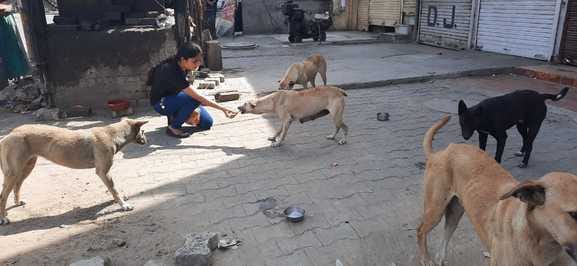 Shane Arora has become a true friend of helpless animals, giving new life to 65 dogs by teaching them tuition.