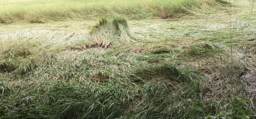 Four days of rain caused 50% crop damage.