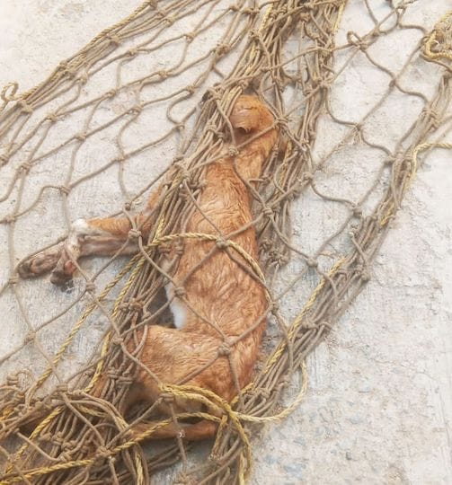 Rabid dog bites six people, rescue team catches it and releases it in the forest