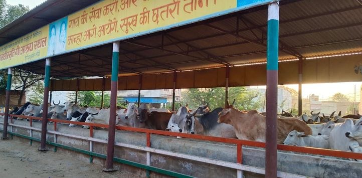 Portal opened till November 20 for fodder subsidy assistance