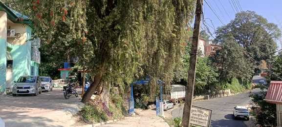 Bent trees near HRTC workshop inviting accidents