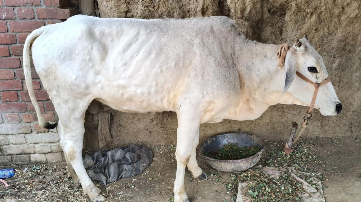 Uttarakhand Government alert over threat of Lumpy disease ban on movement of livestock