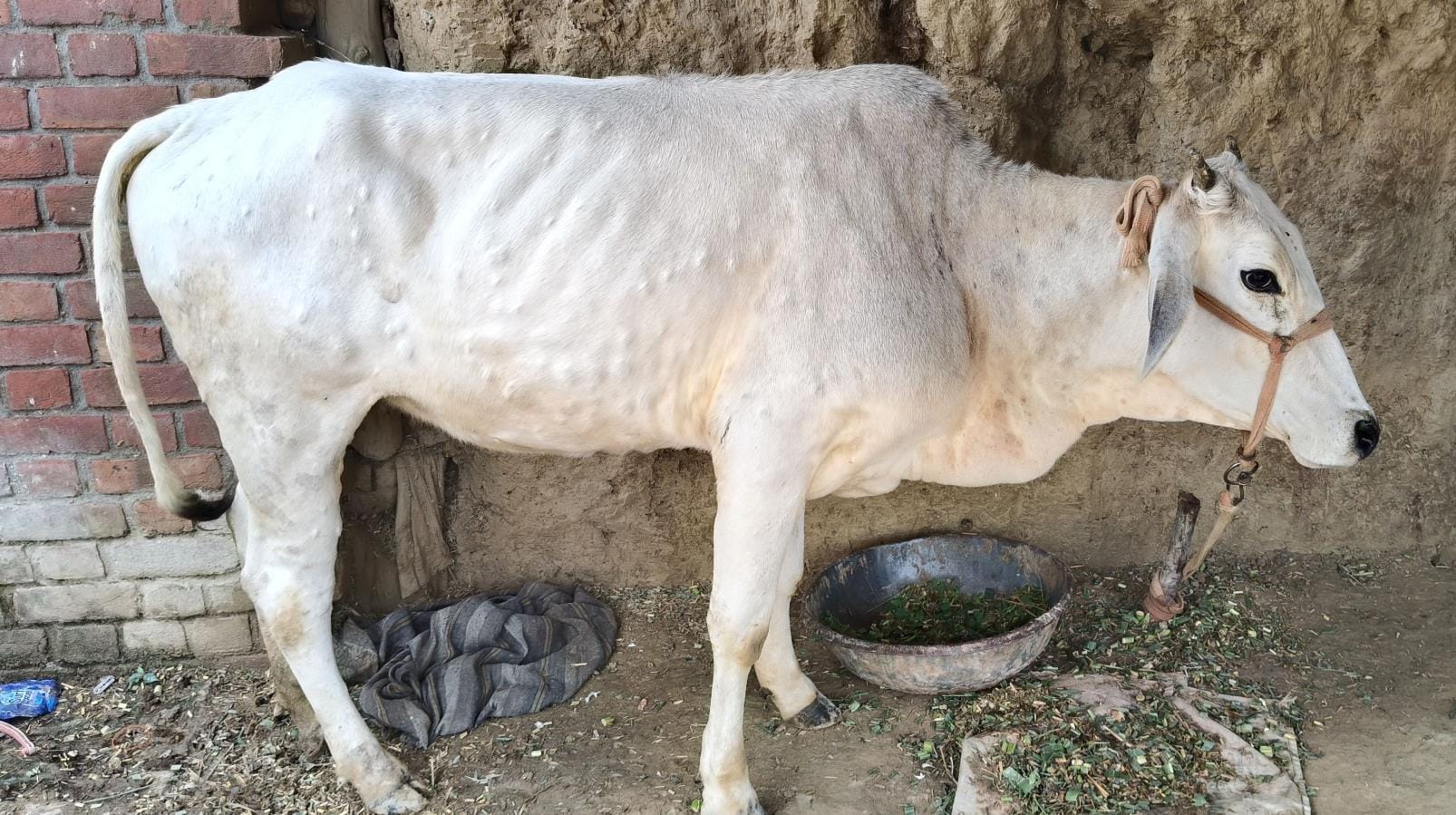 सांकेतिक तस्वीर।