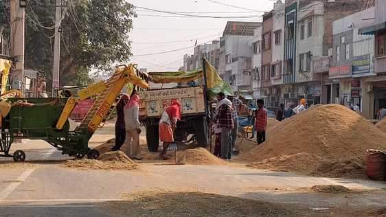 सिरसा। अनाज मंडी में सड़क पर धान की फसल को झार लगाते हुए मजदूर। संवाद
