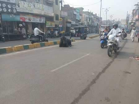 शामली में फव्वारा चौक के निकट पर बीच सड़क में बैठा लावारिस पशु। संवाद