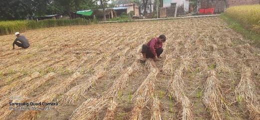 After six days, the sun came out; farmers are busy protecting the remaining crops.