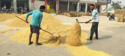 Farmers say rice yields are down, and prices have also fallen.