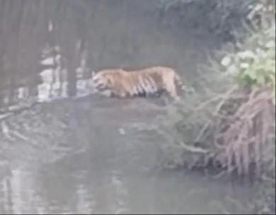 The villagers kept shouting, but the tiger did not move from its place.