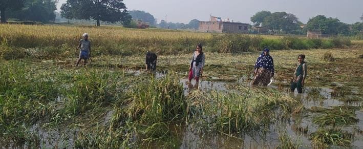 Water accumulated in fields, farmers busy saving paddy crop