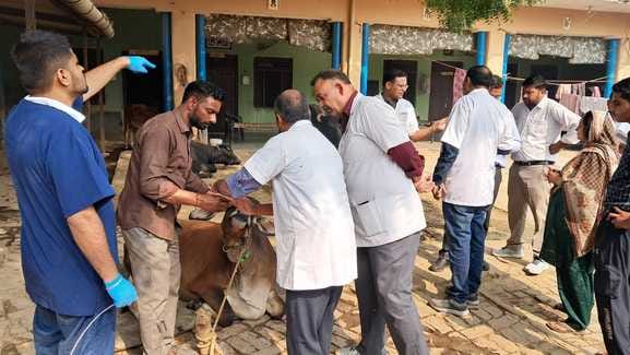 A team of doctors arrived from Meerut to examine the animals.