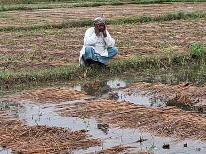 Farmers troubled by rain and fertilizer crisis