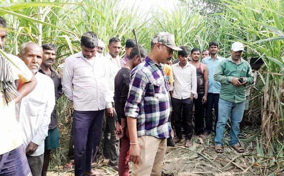 A tiger killed a bull in Rath village of Khutar.