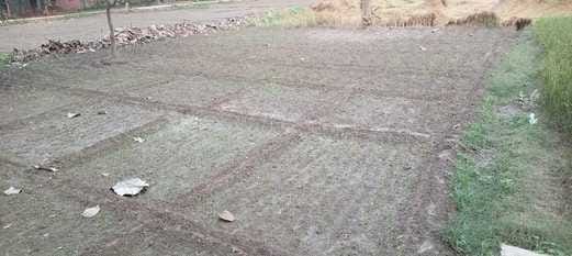 Potato crop destroyed by rain