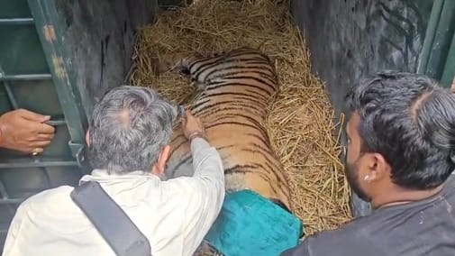 Tiger cub rescued in Pench, Bhopal Van Vihar undergoing treatment