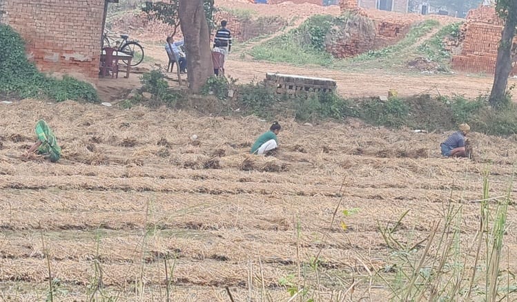 Fog prevails, good weather for potato and wheat crops