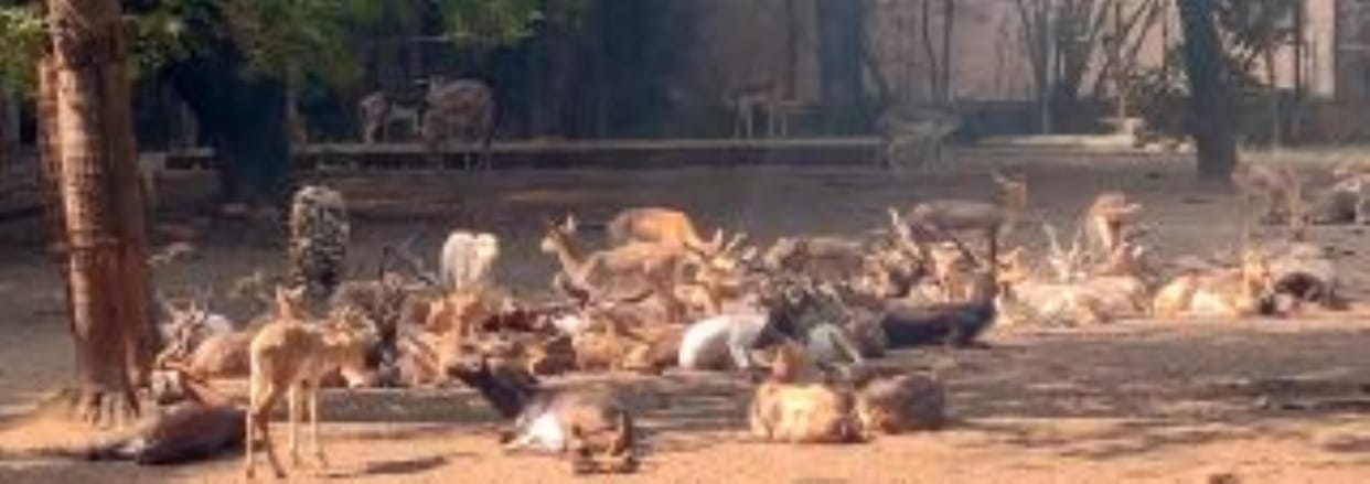 Etawah Lion Safari will be full of Barasingha from Lucknow Zoo