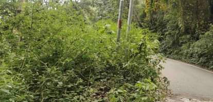 Bushes growing along the NH became a problem, cars collided.